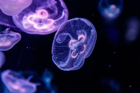 macro aurelia aurita semaeostomeae close upの写真素材