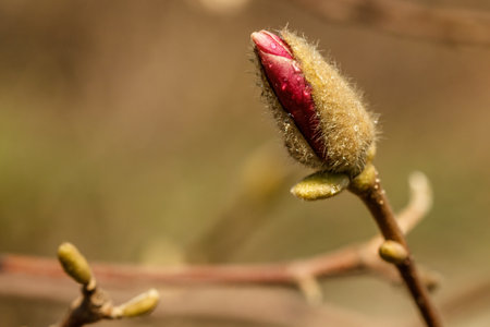 beautiful magnolia flowers with water droplets close up