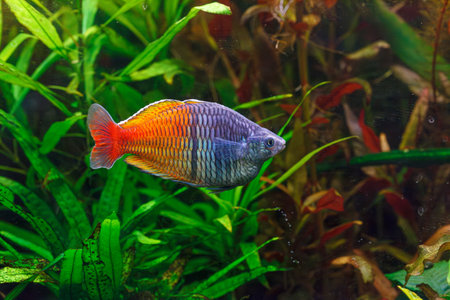 underwater photography of Barbus ticto fish close-upの写真素材