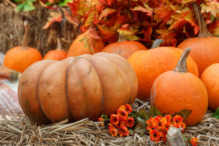 Beautiful autumn location with pumpkins, Halloween, close-up