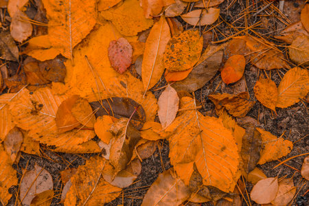 Autumn leaves in the park close-upの写真素材