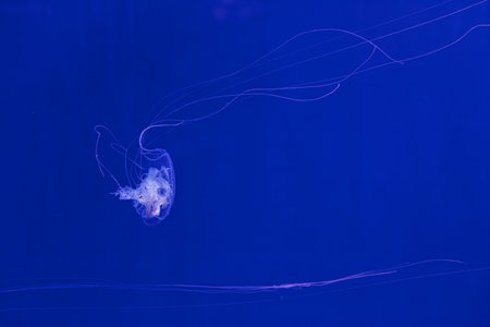 underwater shooting of beautiful Amakusa Jellyfish small (Sanderia Malayensis) close up