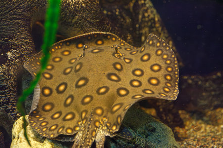 underwater photography of fish Potamotrygon motoro close-upの写真素材