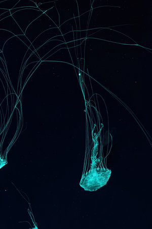 Macro shot of Chrysaora quinquecirrha underwater close upの写真素材