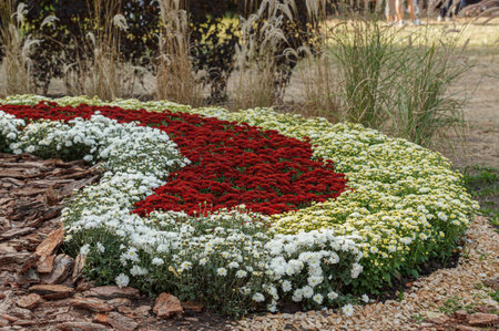 Beautiful chrysanthemum bushes yellow, red, white, pink, red colors close-up