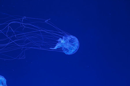underwater shot of beautiful Chrysaora quinquecirha close up