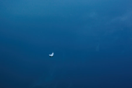 feather on the water with blue sky reflection close upの写真素材