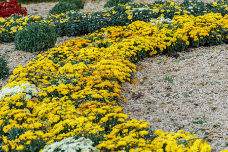 beautiful bushes of yellow chrysanthemum flowers close-upの写真素材