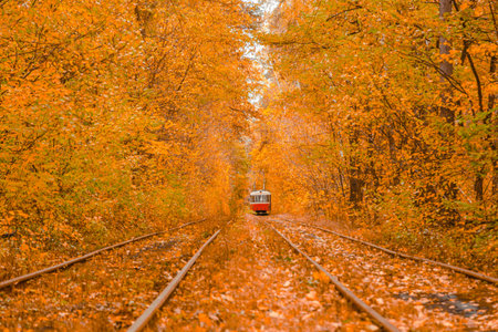 Autumn forest through which the tram travels, Kyiv and rails close-up