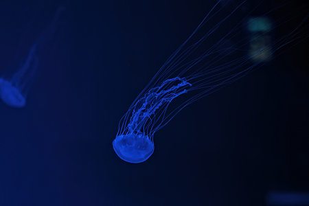 Macro shot of Chrysaora quinquecirrha underwater close upの写真素材