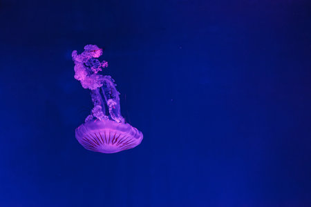 underwater shooting of beautiful Chrysaora hysoscella close upの写真素材