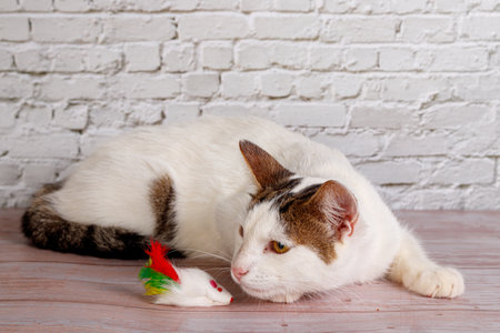 beautiful white cat lies with toys close-up on a brick wall background