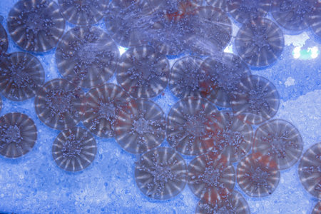 underwater photos of jellyfish Cassiopea andromeda, Upside down close-upの写真素材