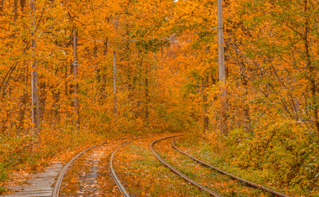 Autumn forest through which the tram travels, Kyiv and rails close-upの写真素材