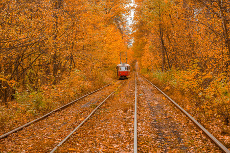 Autumn forest through which the tram travels, Kyiv and rails close-upの写真素材