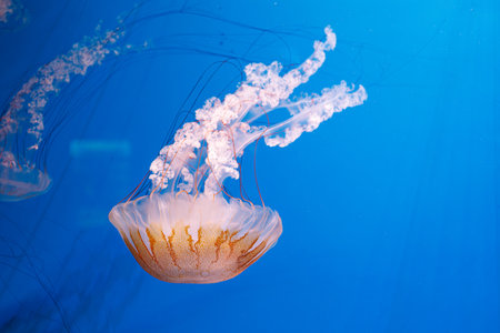underwater photography jellyfish Chrysaora plocamia, South American sea nettle close-up