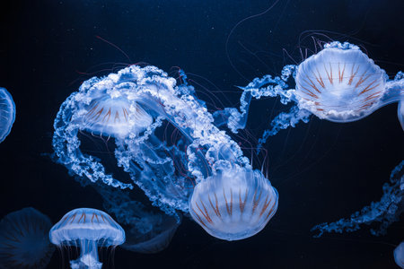 underwater photos of jellyfish chrysaora plocamia south america sea nettle close-up