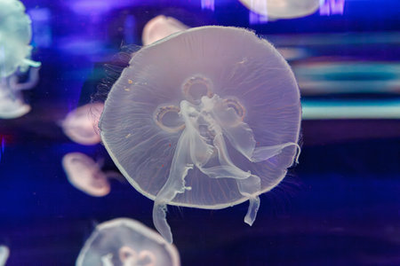 underwater photos of jellyfish aurelia aurita close-upの写真素材