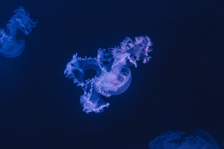 underwater photos of jellyfish marble jellyfish lychnorhiza lucerna close-up