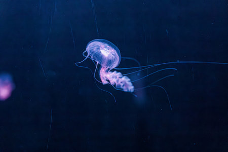 underwater photography jellyfish Chrysaora lactea, Milk Sea Nettle close-upの写真素材