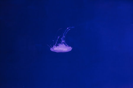 underwater photos of jellyfish chrysaora quinquecirrha jellyfish the Atlantic sea nettle close-upの写真素材