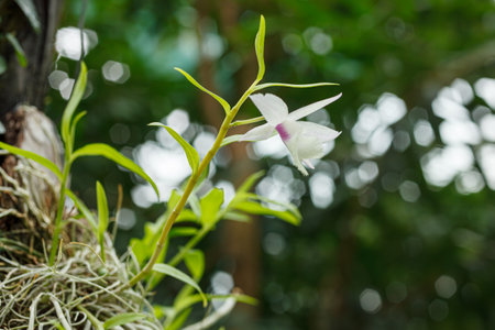 Beautiful blooming orchids of different colors close upの写真素材