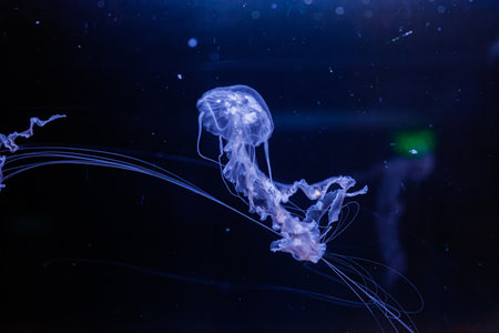 underwater photos of jellyfish chrysaora achlyos jellyfish black sea nettle close-upの写真素材