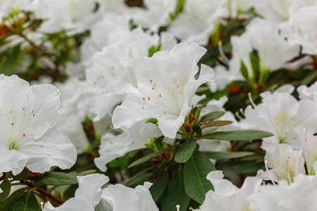 Beautiful blooming white Azalea bushes close upの写真素材