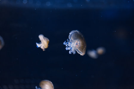 underwater photos of mediterranean jellyfish Cotylorhiza tuberculata close-upの写真素材