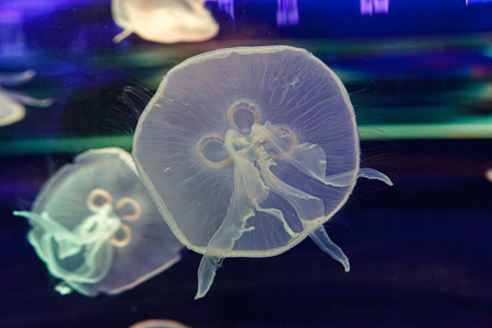 underwater photos of jellyfish aurelia aurita close-upの写真素材
