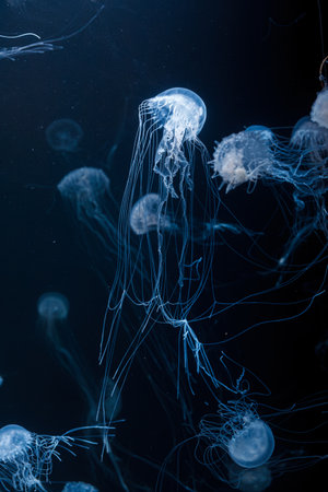 underwater photos of atlantic sea nettle jellyfish chrysaora quinquecirrha close-upの写真素材
