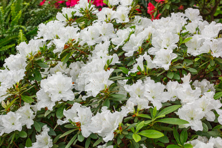 Beautiful blooming white Azalea bushes close upの写真素材