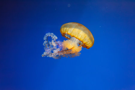 underwater photos of jellyfish chrysaora fuscescens jellyfish pacific sea nettle close upの写真素材