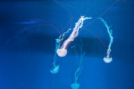 underwater photography jellyfish Purple striped jelly. Chrysaora colorata close-upの写真素材