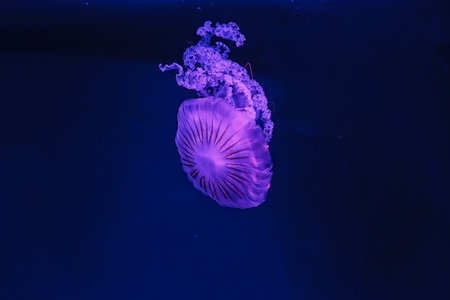 underwater shooting of beautiful Chrysaora hysoscella close upの写真素材