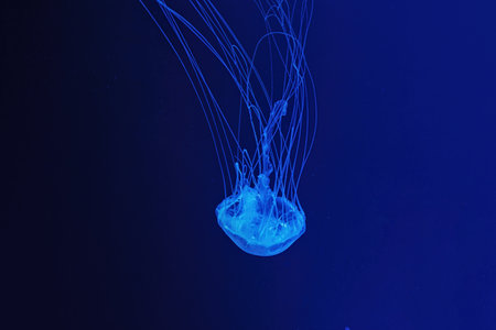 Macro shot of Chrysaora quinquecirrha underwater close upの写真素材