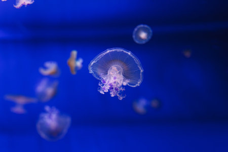 underwater photos of Mediterranean jellyfish, Cotylorhiza tuberculata close-upの写真素材