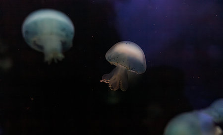 underwater photos of jellyfish Stomolophus meleagris, Cannonball jellyfish close-upの写真素材
