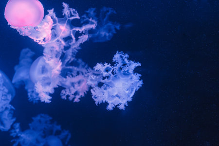 underwater photos of jellyfish marble jellyfish lychnorhiza lucerna close-upの写真素材