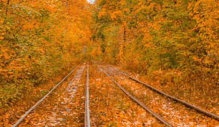 Autumn forest through which the tram travels, rails close-upの写真素材