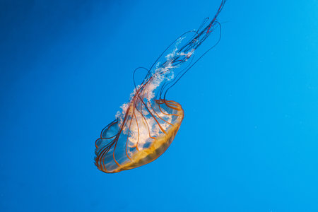 underwater photography jellyfish Chrysaora fuscescens, Pacific sea nettle, West Coast sea nettle close-upの写真素材