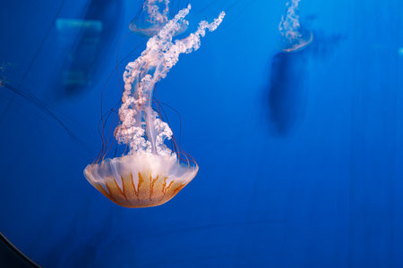 underwater photography jellyfish Chrysaora plocamia, South American sea nettle close-upの写真素材