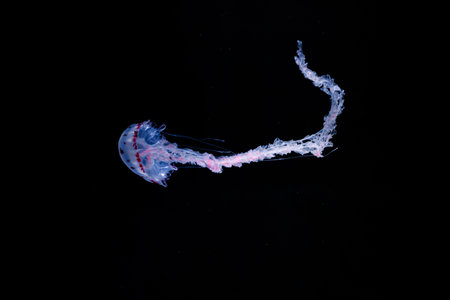 underwater photos of purple striped jelly chrysaora colorata close-up