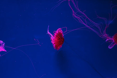 underwater photos of jellyfish chrysaora pacifica jellyfish japanese sea nettle close-up