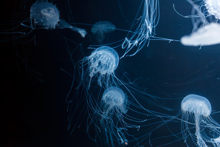 underwater photos of atlantic sea nettle jellyfish chrysaora quinquecirrha close-up