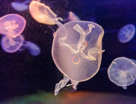 underwater photos of jellyfish aurelia aurita close-upの写真素材