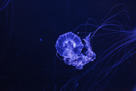 underwater photos of jellyfish chrysaora achlyos jellyfish black sea nettle close-upの写真素材