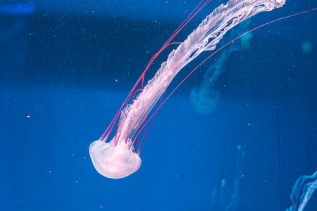underwater photography jellyfish Purple striped jelly. Chrysaora colorata close-upの写真素材