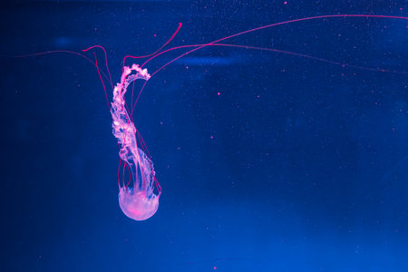 underwater photography jellyfish Purple striped jelly. Chrysaora colorata close-upの写真素材