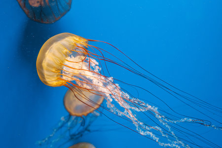 underwater photography jellyfish Chrysaora fuscescens, Pacific sea nettle, West Coast sea nettle close-upの写真素材